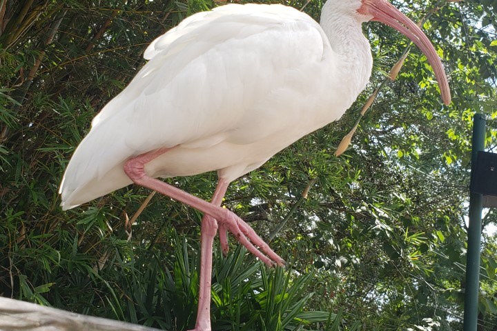 bird watching tampa bay