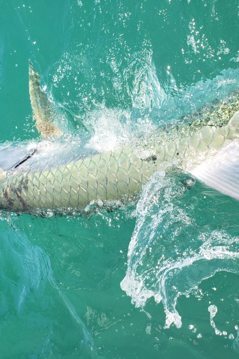 Ana Maria Island Tarpon