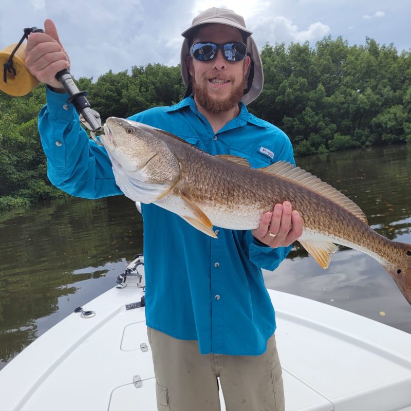 Redfish Tampa Bay