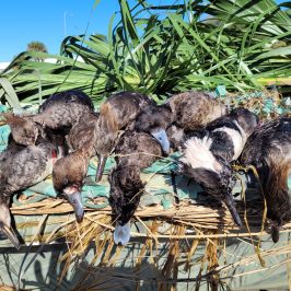 Lesser and Greater Scaups Tampa Bay Florida