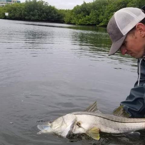 back country snook Tampa