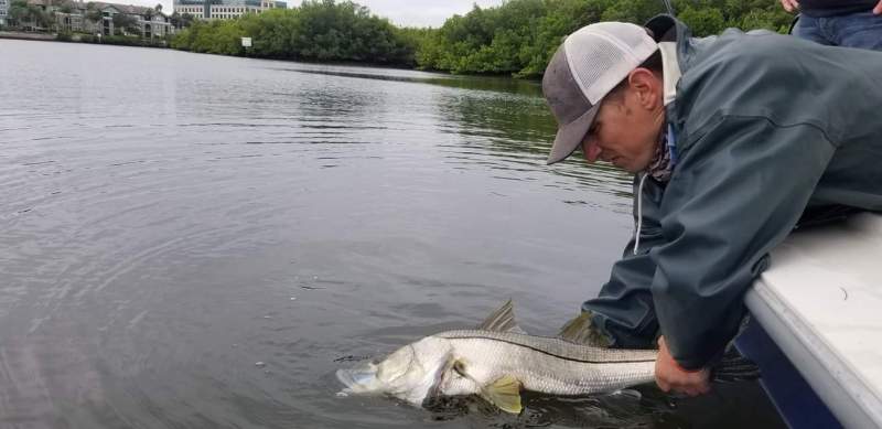 back country snook Tampa