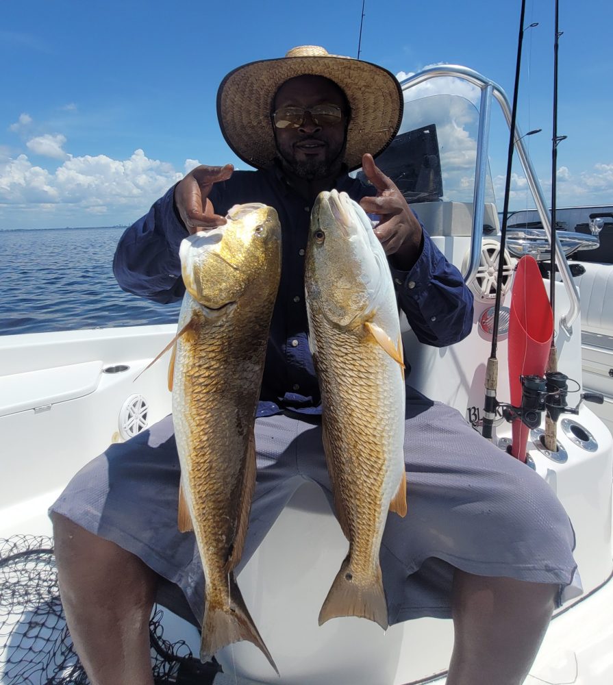 Redfish Tampa Bay