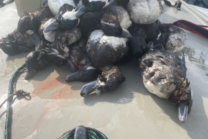 Duck Hunting Florida