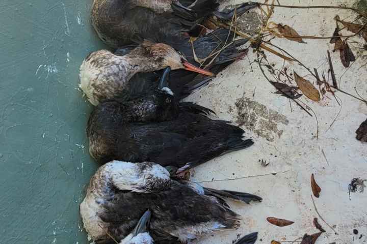 a bird sitting on a rock next to water