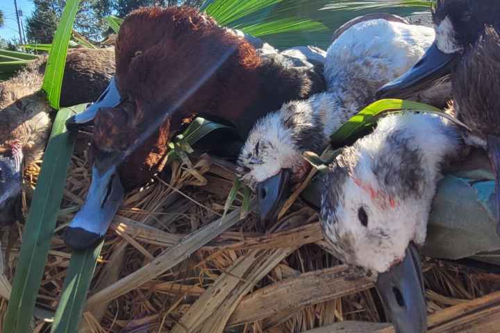 Redhead duck and old Squaws Tampa bay Florida