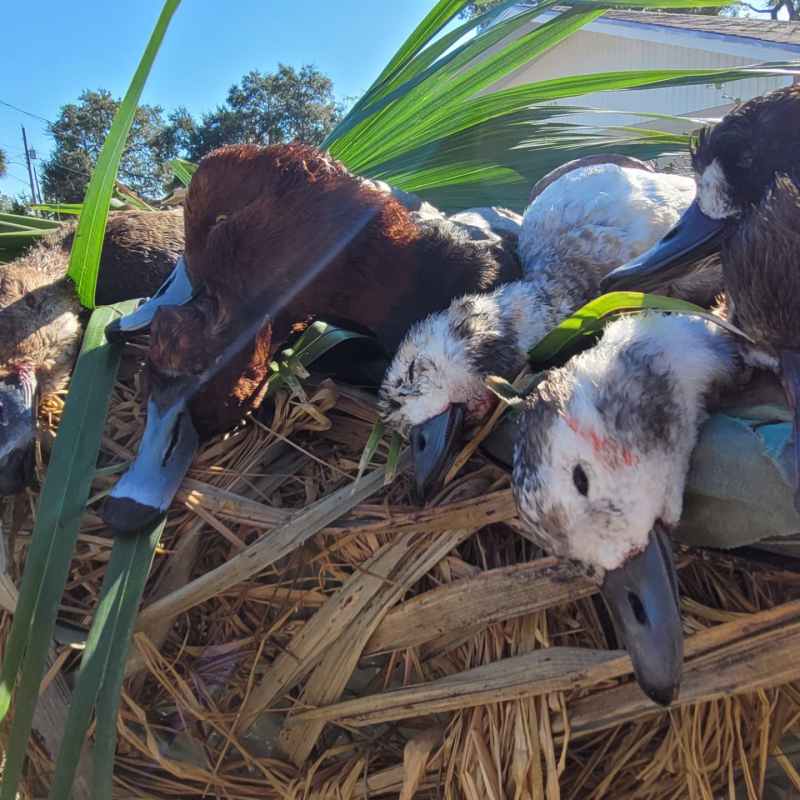 Redhead duck and old Squaws Tampa bay Florida