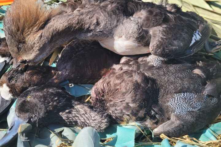 Merganser Bluebill Scaup