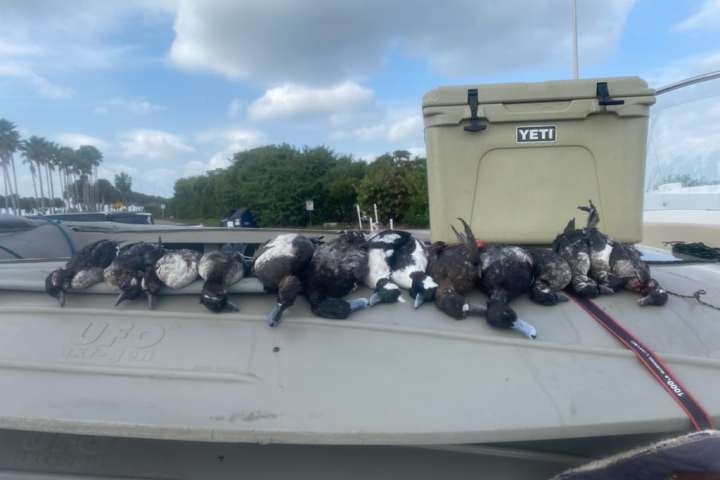 Buffle head, bluebill ducks