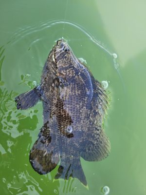 an animal swimming in the water Triple Tail