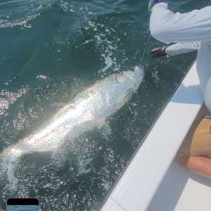 a fish swimming under water Tarpon