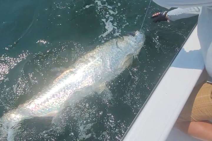 a fish swimming under water Tarpon