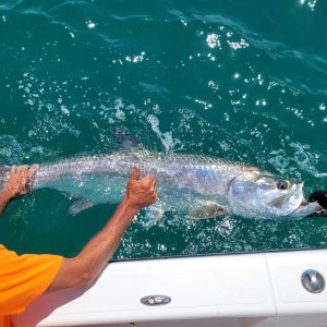 tarpon migration