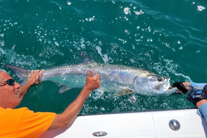 tarpon migration