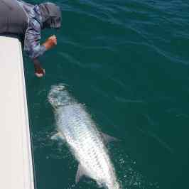 landing a tarpon
