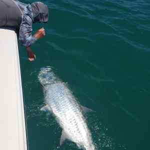 landing a tarpon