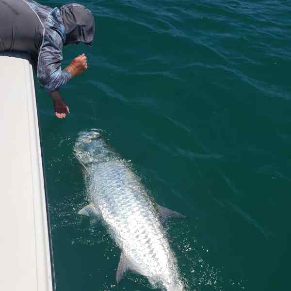 landing a tarpon