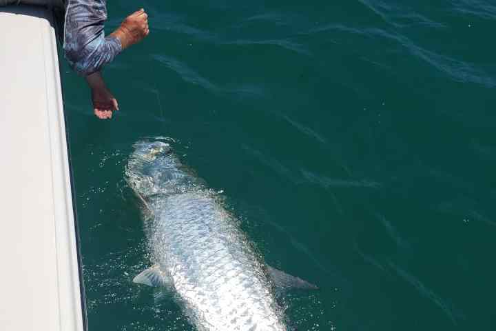 landing a tarpon