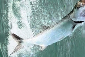 Tarpon Jump