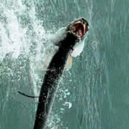 jumping tarpon