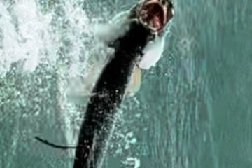 jumping tarpon