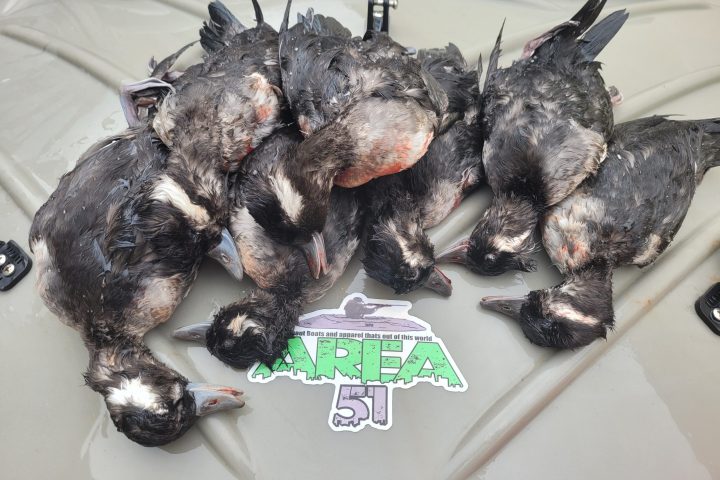 Diver ducks Tampa Bay