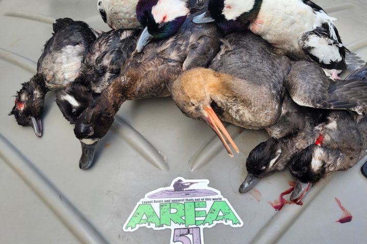 a group of stuffed animals sitting on top of a car