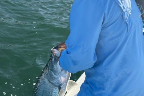 Anna Marie Island Tarpon