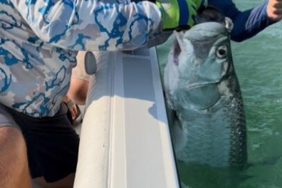 Tampa Bay Tarpon