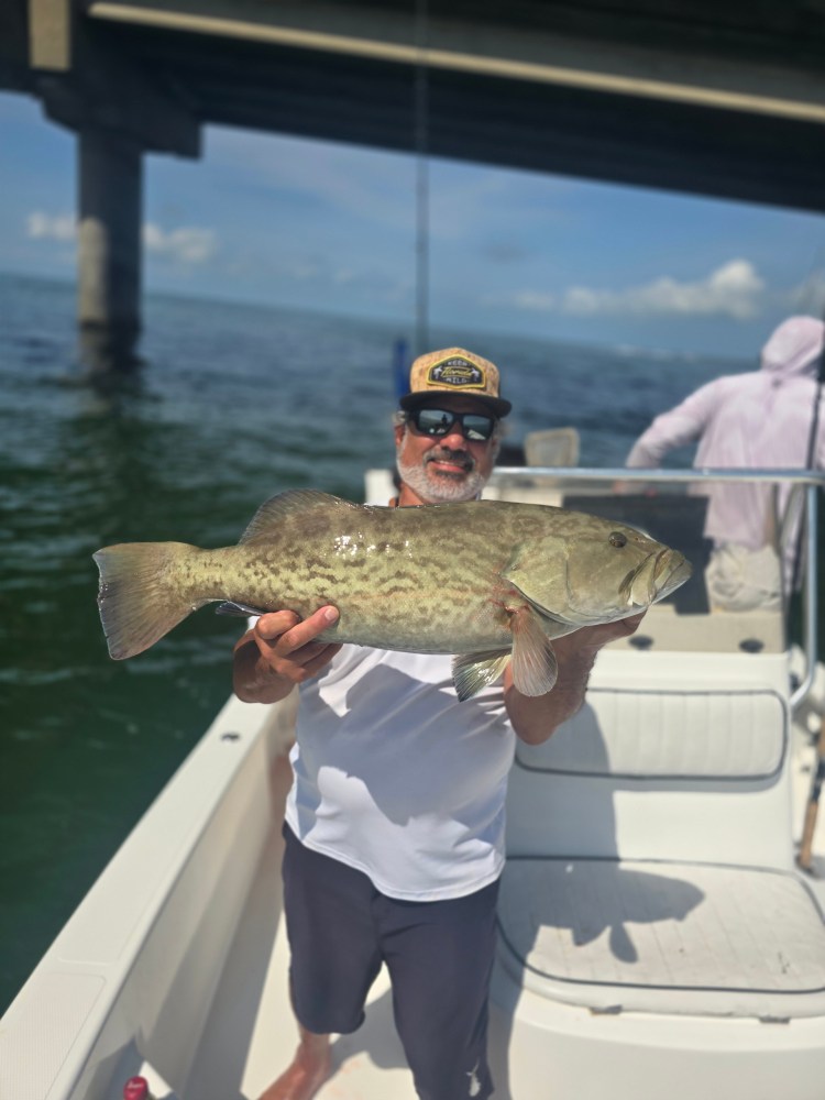 Gag Grouper inside Tampa Bay