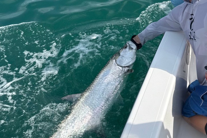 Egmont Key Tarpon Fishing