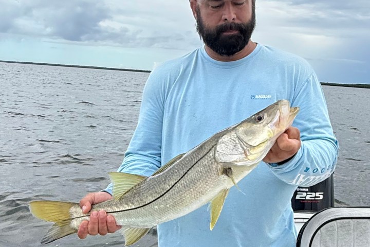 Tampa Bay Snook
