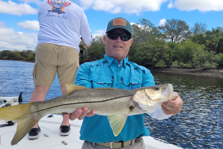 Chumming Snook with white bait