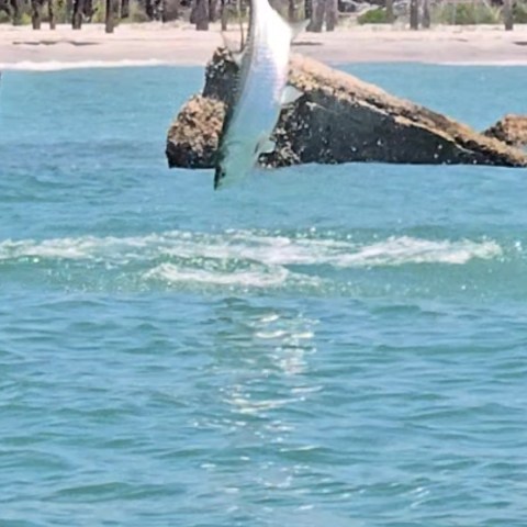 Dolphin jumping out of the water near a rocky shore with palm trees.