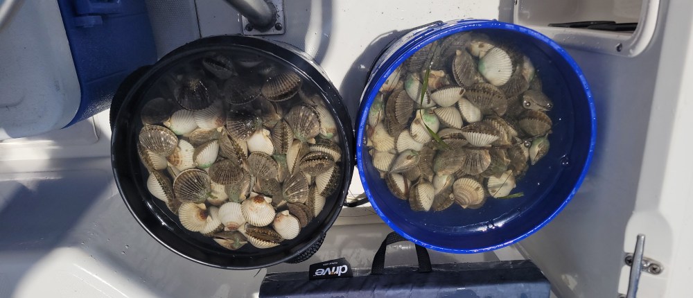 Two buckets filled with scallops on a boat.