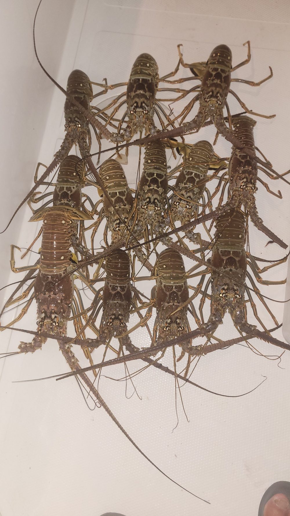 Group of spiny lobsters laid out on a white surface.